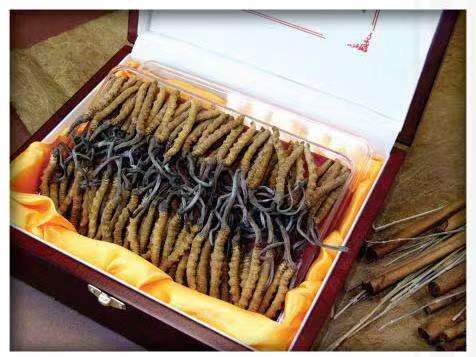 兰州冬虫夏草回收